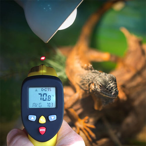 https://ennologic.com/wp-content/uploads/2019/11/Taking-Picture-of-Reptile-Enclosure-Temperature-with-ennoLogic-Laser-Thermometer-eT650D.jpg